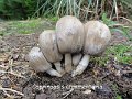 Coprinopsis atramentaria-amf511